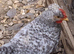 Cream Legbar  Cocks Young Chickens Blue Egg