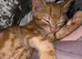 Ginger kitten