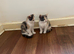 2 girls still looking for homes.
