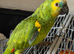 Blue Fronted Amazon with cage