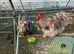 Blue mottled pekin hatching eggs
