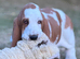 Quality KC REG. Basset pup