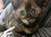 8wk old kittens