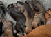 9 beautiful Baby  dash hound