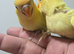 Hand reared super tame and friendly lovebirds amazing colours