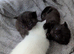 Kittens need new homes, READY NOW.