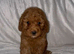 Cockapoo puppy’s for sale