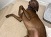 Beautiful chocolate Labrador looking for new forever home