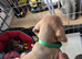 Miniature Dachshund pups