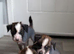 Kc registered Chinese crested
