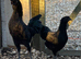 Ayam cemani pair