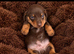 Miniature dachshund puppies