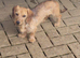 WIRED HAIRED DASHUND DOG