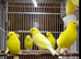 Canary males and females
