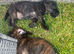 Terrier X Staffy puppies