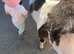 Unregistered Shetlands&rsquo;s for sale