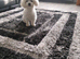 Adorable Bichon Puppies Looking for Their Forever Homes!