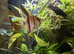 7 Adult Manacapuru Red Back Angelfish.
