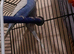 For sale 3 female budgies