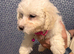 Maltese puppies