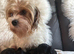 Yorkipoo puppies