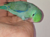 Handreared parrotlets *all reserved*