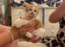 Ragdoll x £50