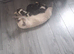 British Shorthair kittens cross