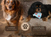 Health Tested Cavapoo Puppies