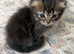 Adorable Scottish fold/straight kittens