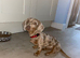 Isabella and tan miniature dachshund