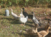 Female ducks mix of colours