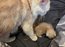 Beautiful Full Maine Coon Kittens – Family Raised