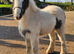 Mini cob yearling coloured filly