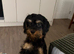 Cavapoo × Border Terrier cross