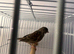 Canary Hen 2024