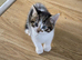 Kittens looking for new home