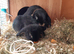 Baby mini lop doe bunny