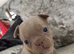 Beautiful French bulldog puppies