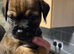 Border terrier puppies