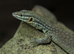CB25 Yellow Ackie Monitors