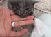 Maine coon cross kittens