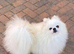 READY NOW Stunning KC teddy bear Pomeranian Puppies