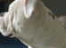 English Bulldog
