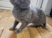 British Shorthair For Sale