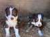 Tri coloured puppies Collie puppies