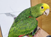 Hand reared baby double yellow headed amazon
