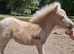 British Spotted colt foal