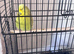 Exhibition budgie parrot hen female