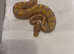 Banana Yellowbelly 100% Het Pied